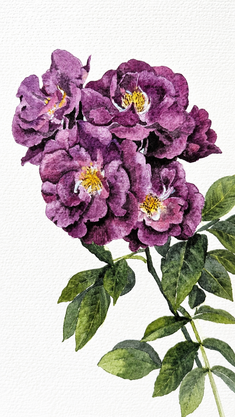 Watercolour purple rose with fine details