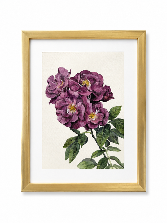 Watercolour purple rose with fine details