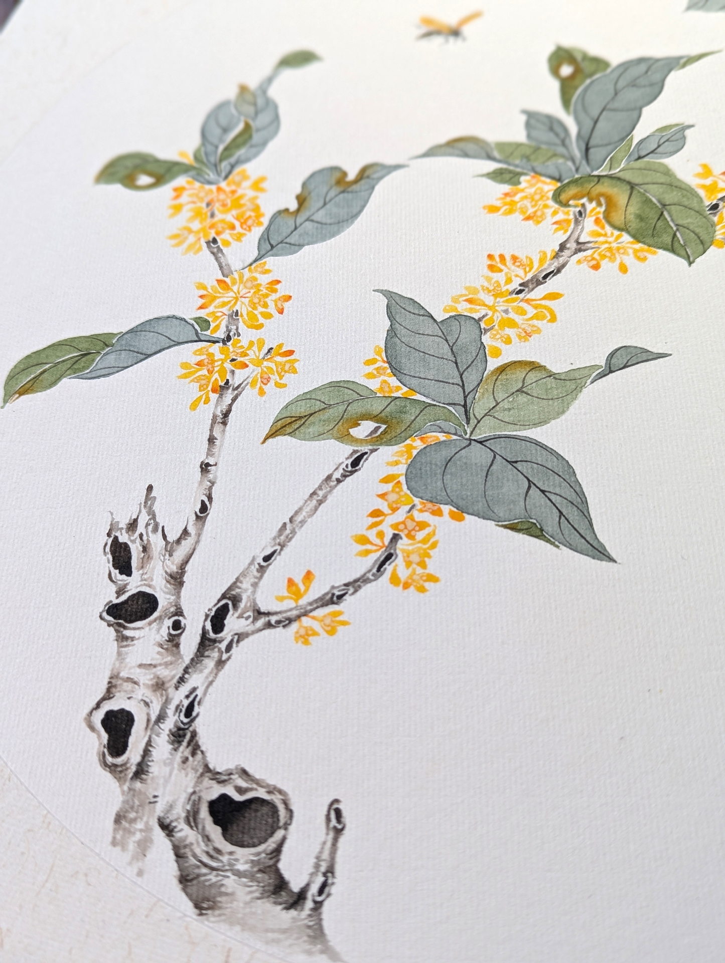 The Fragrant Osmanthus