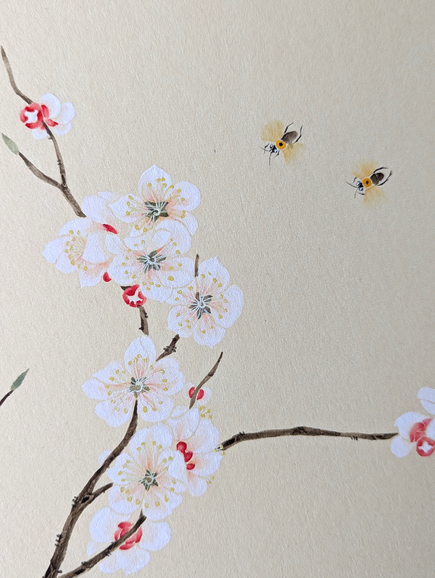 the Apricot Blossom