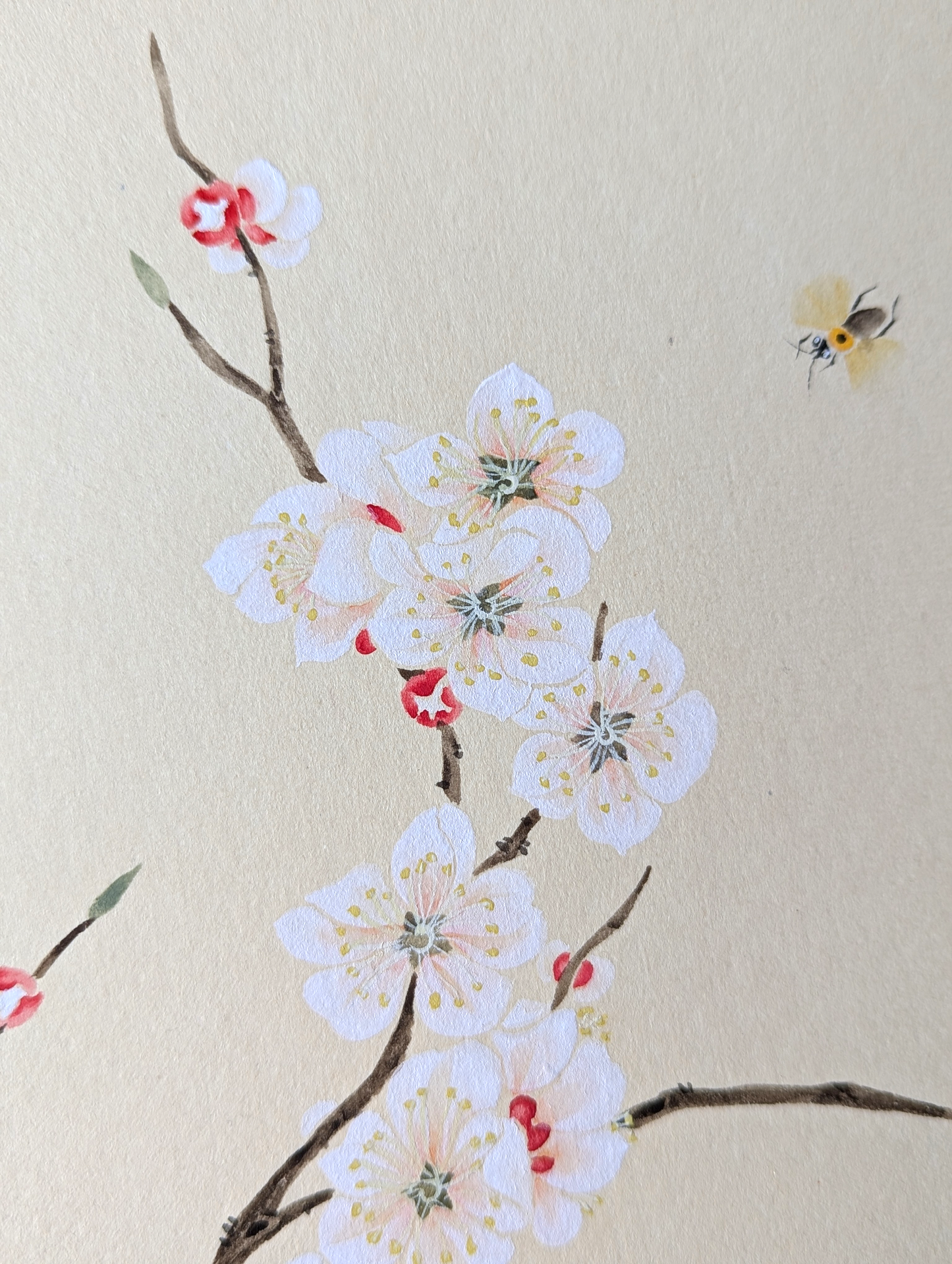 the Apricot Blossom